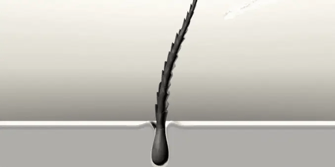 Pourquoi vos cheveux sont abimes et ne poussent plus ?